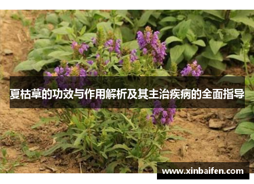 夏枯草的功效与作用解析及其主治疾病的全面指导