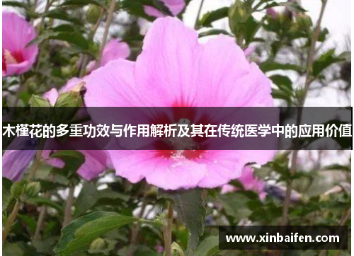 木槿花的多重功效与作用解析及其在传统医学中的应用价值